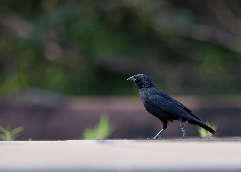 Chopi Blackbird - Daniel Esser