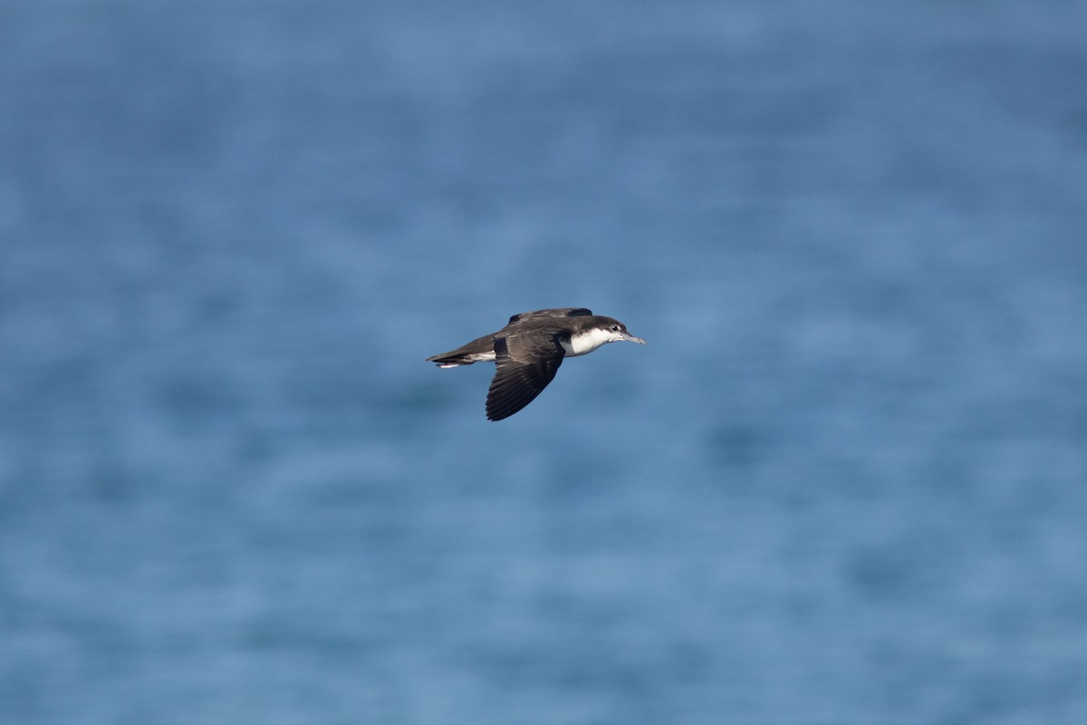 Galapagos Shearwater - Bryce Robinson