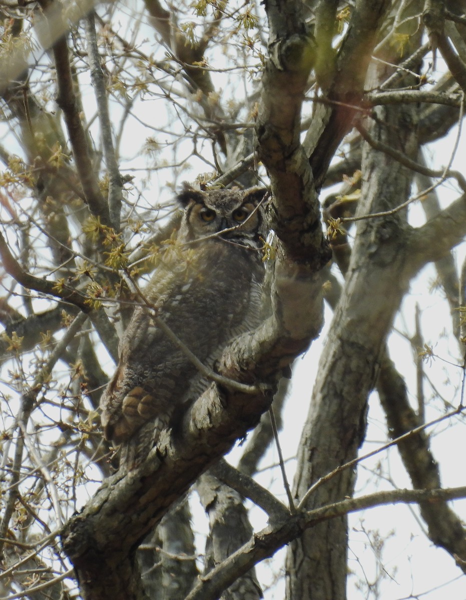 Great Horned Owl - Adele Clagett