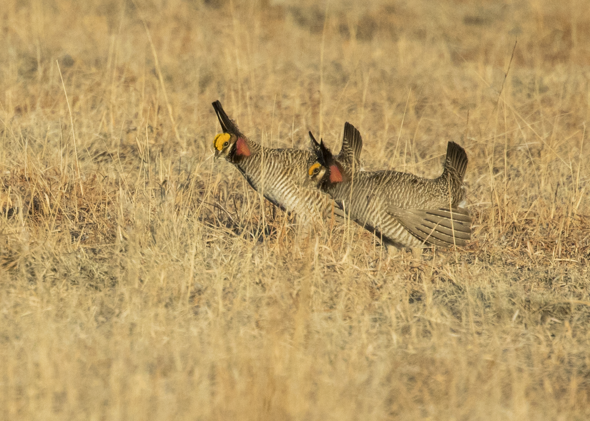 Lesser Prairie-Chicken - ML617153512