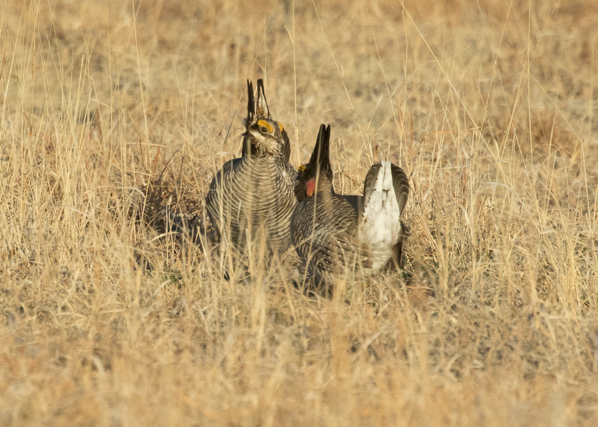 Lesser Prairie-Chicken - Clay Rushton