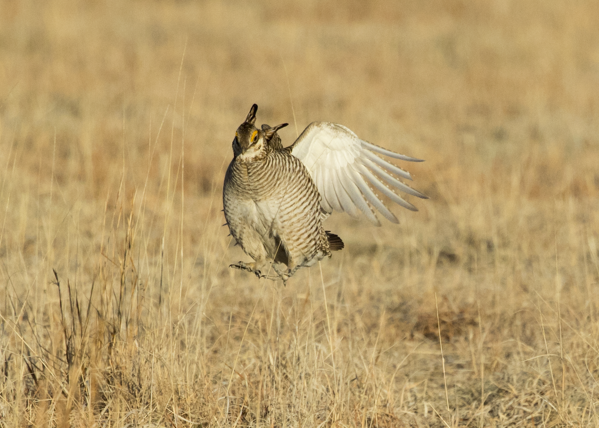 Lesser Prairie-Chicken - ML617153527