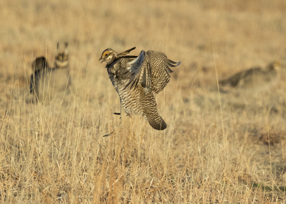 Lesser Prairie-Chicken - ML617153534