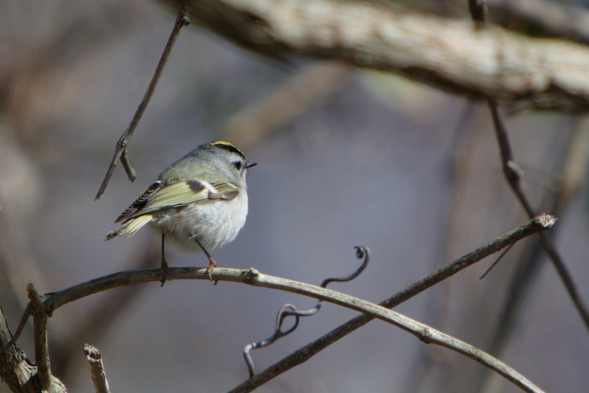 Golden-crowned Kinglet - ML617153551