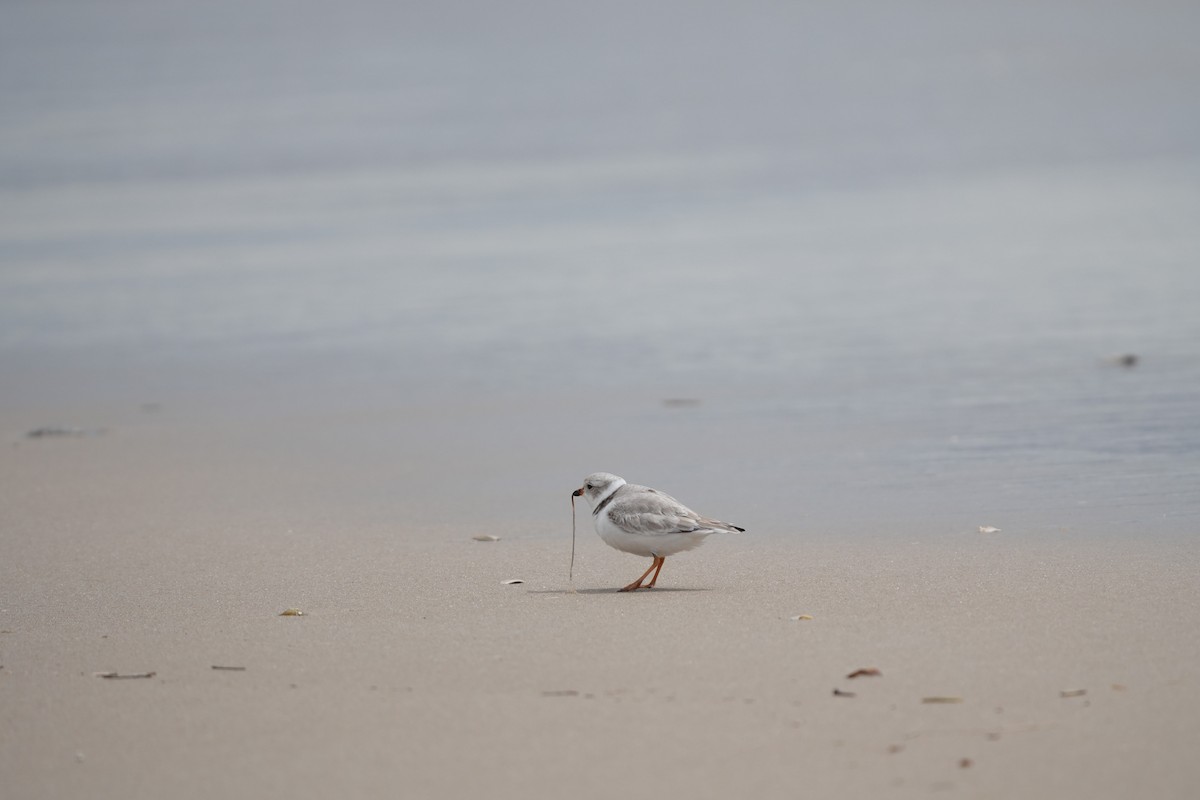 Piping Plover - ML617153687