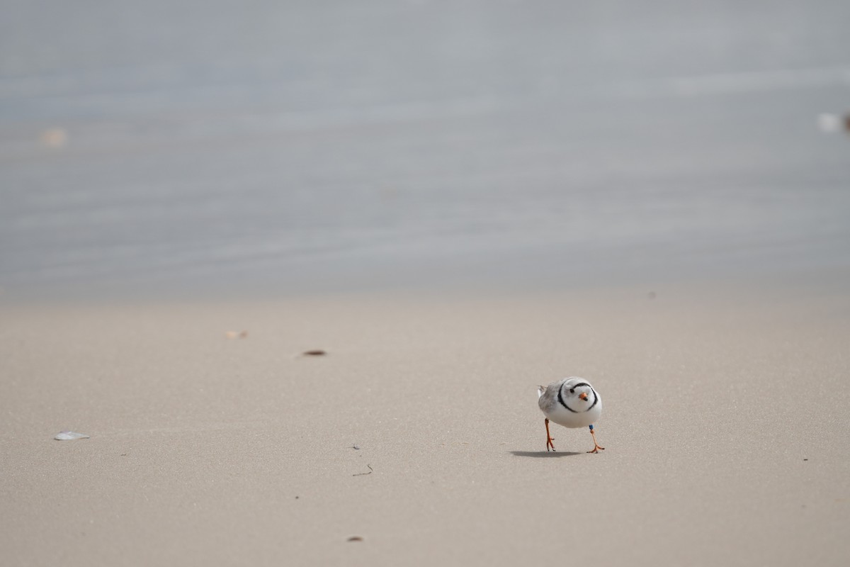 Piping Plover - ML617153688