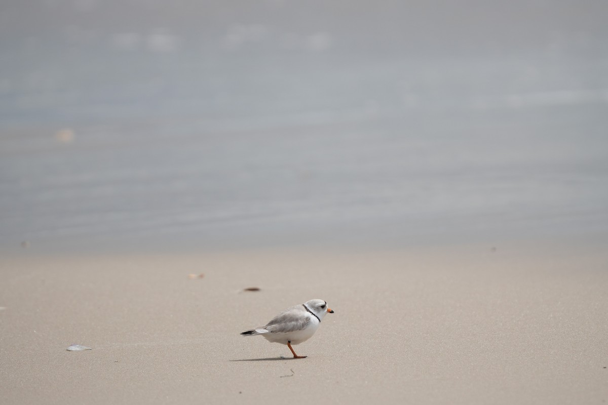 Piping Plover - ML617153689
