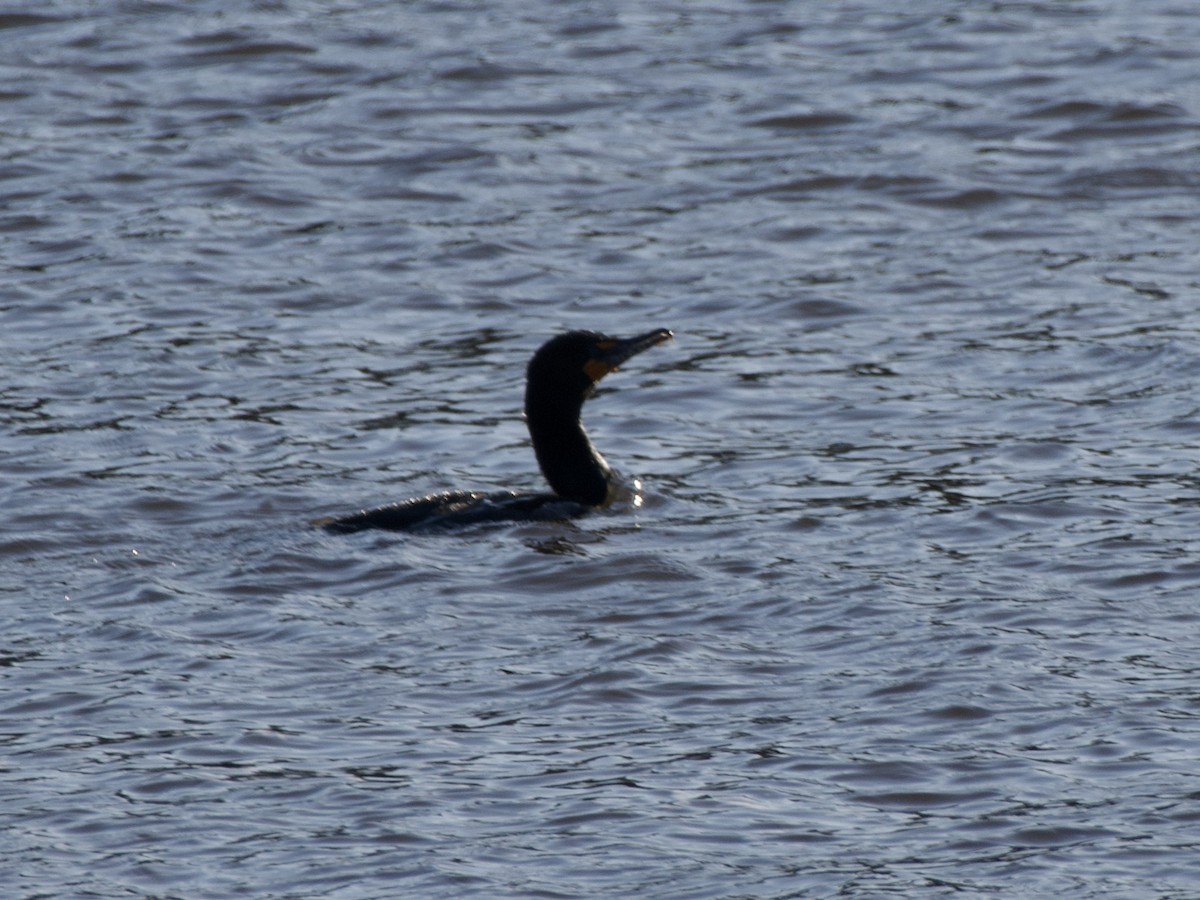 Double-crested Cormorant - ML617153844