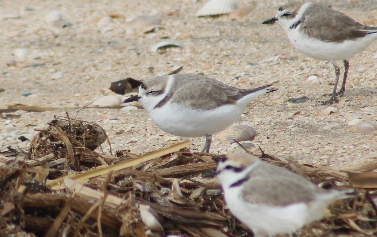 Snowy Plover - ML617153849