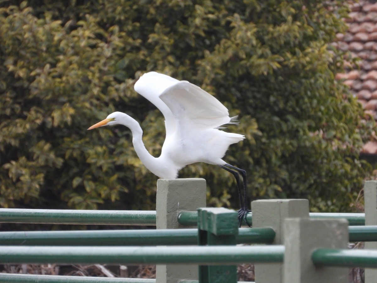 Great Egret - ML617153908