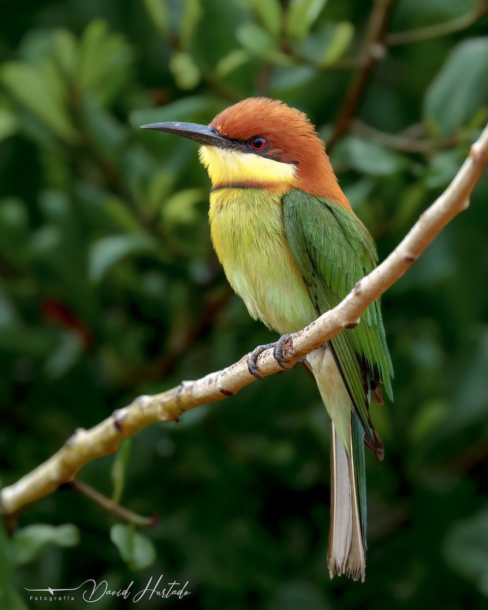 Chestnut-headed Bee-eater - ML617153933