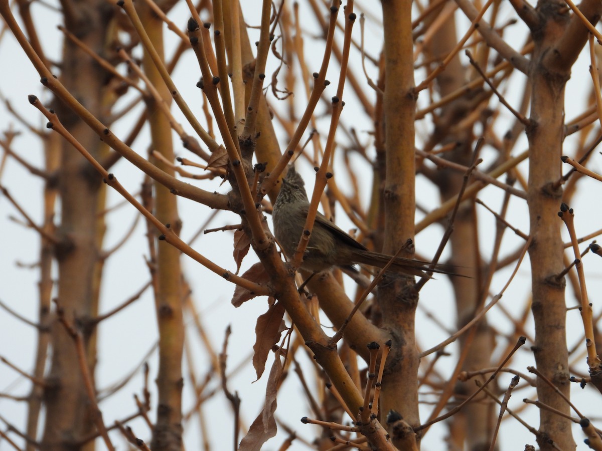 Tufted Tit-Spinetail - ML617153940