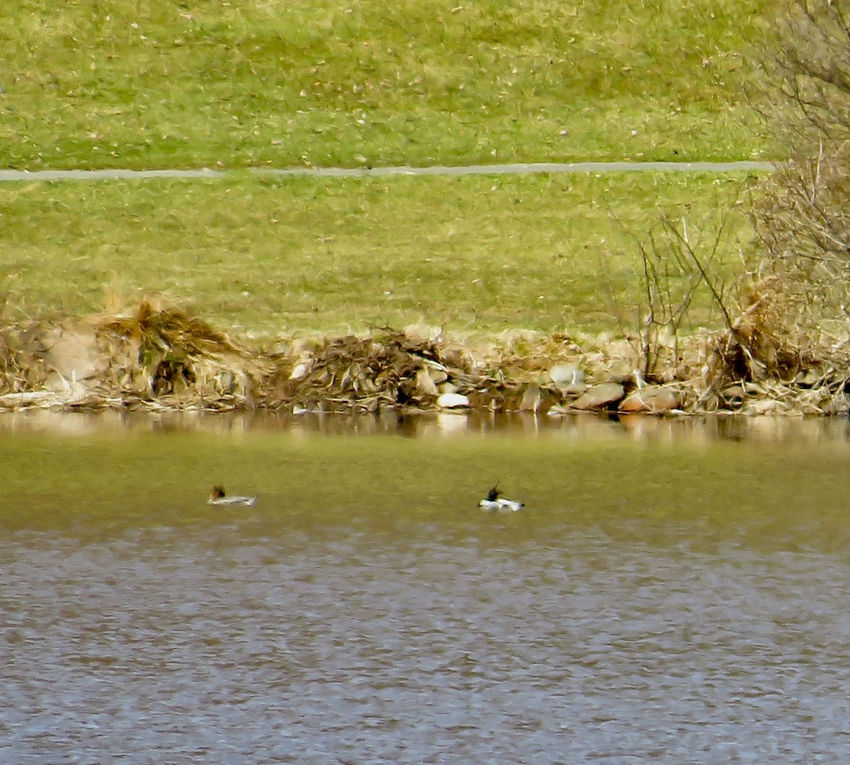 Red-breasted Merganser - scott baldinger