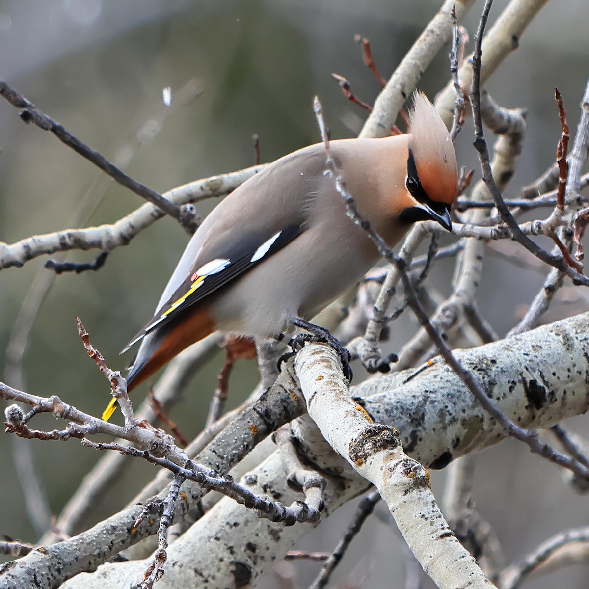 Bohemian Waxwing - Steve Parker