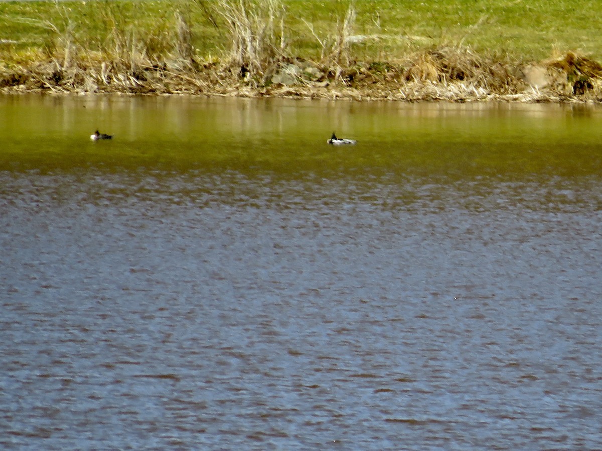 Red-breasted Merganser - scott baldinger