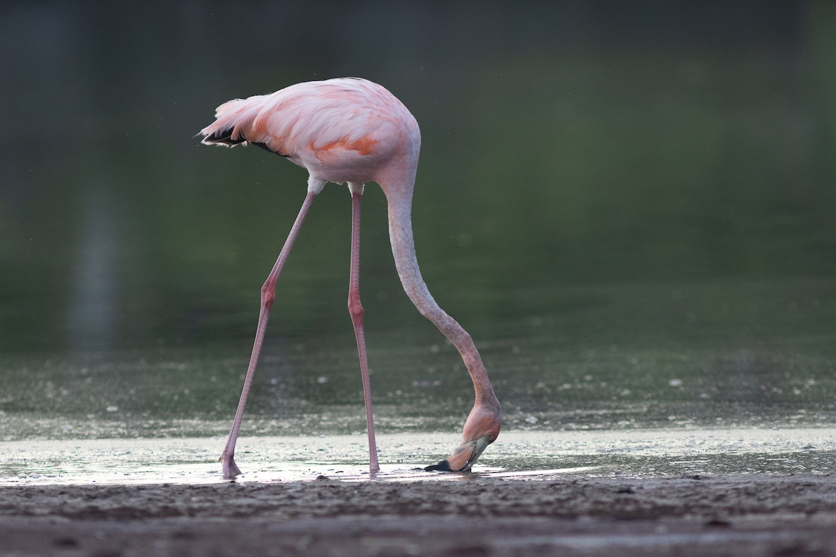 Flamant des Caraïbes - ML617154039