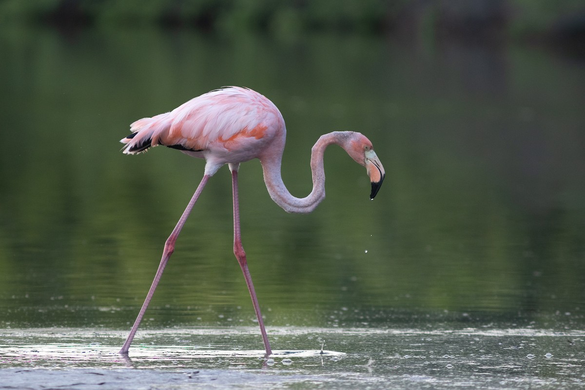 Flamant des Caraïbes - ML617154041