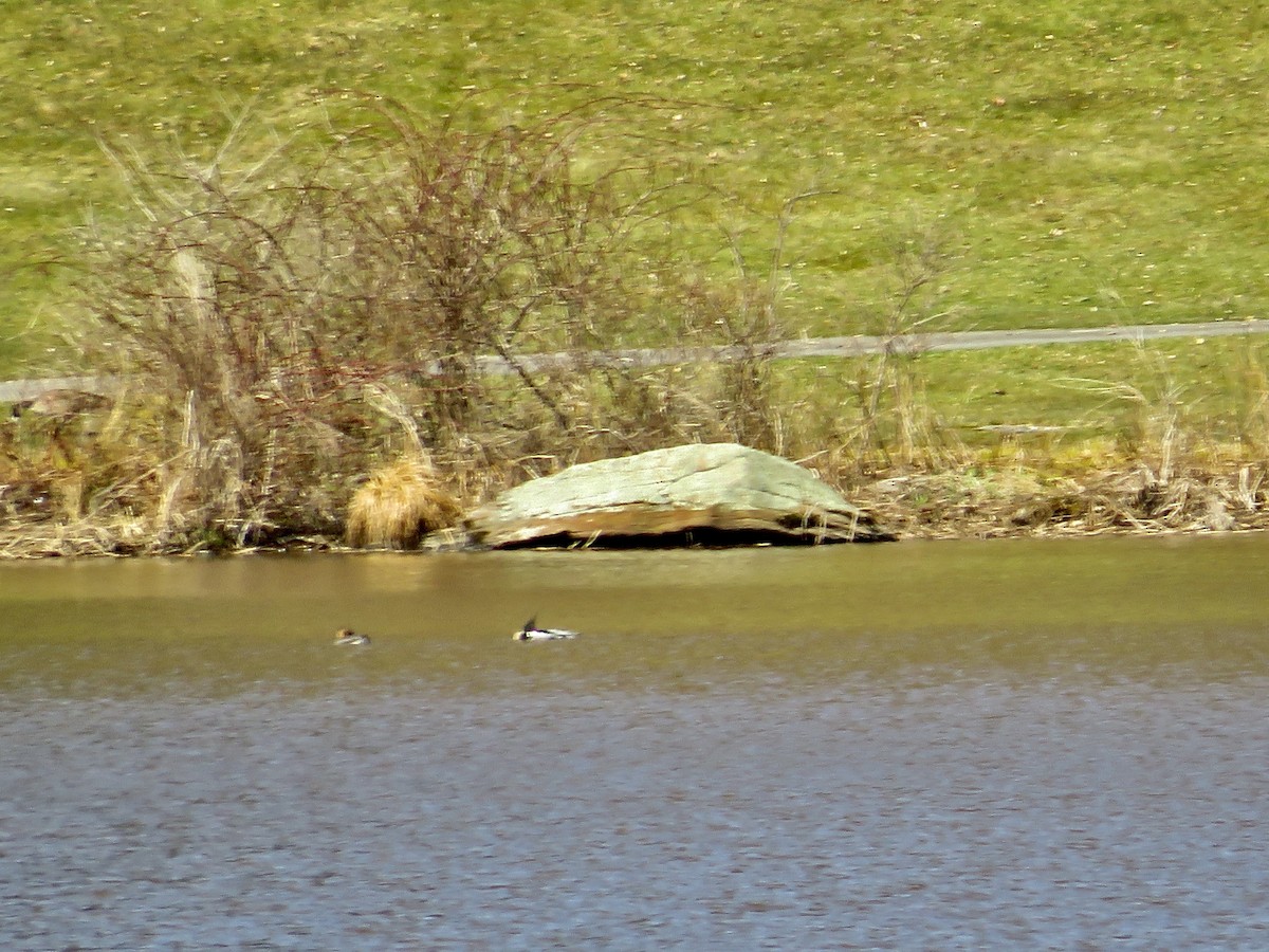 Red-breasted Merganser - scott baldinger