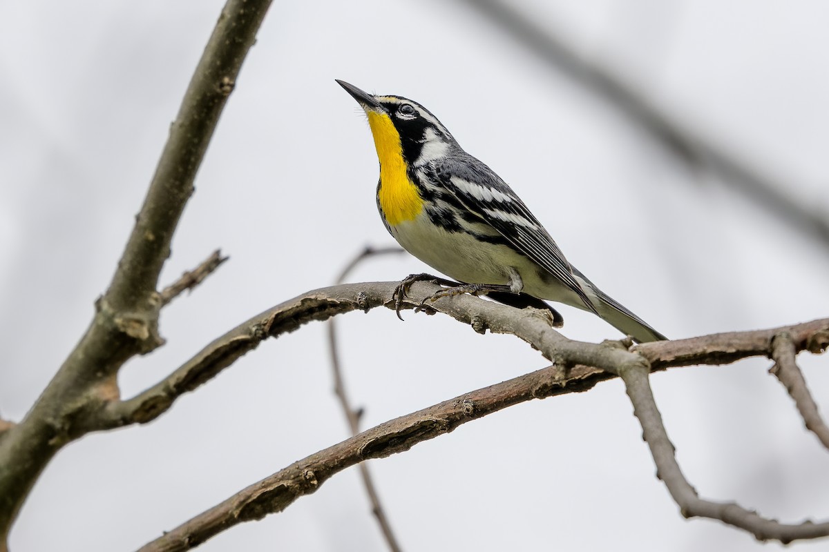 Yellow-throated Warbler - ML617154050