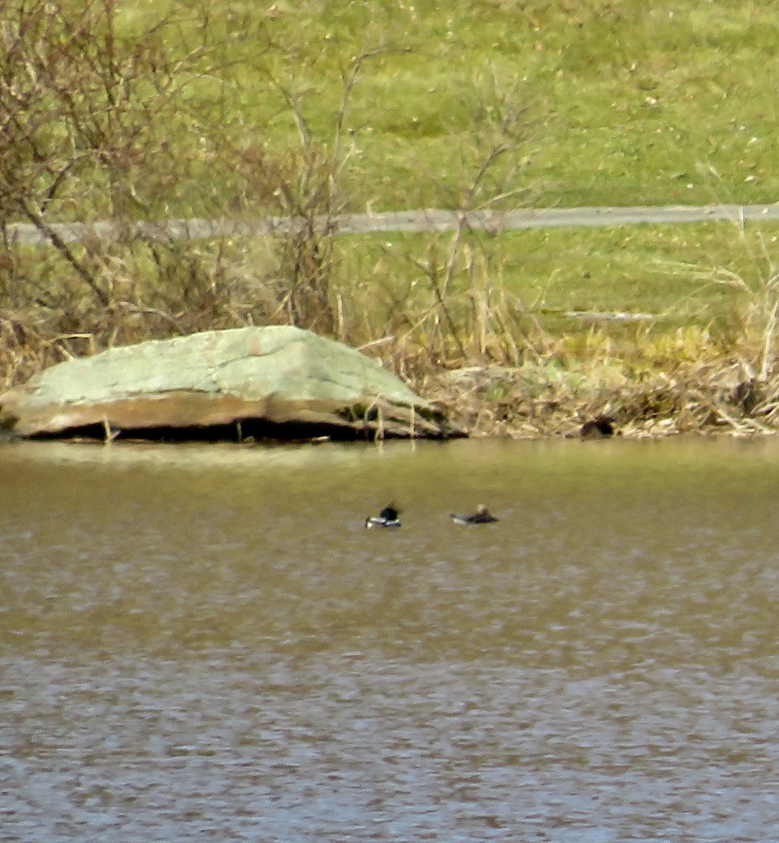 Red-breasted Merganser - scott baldinger