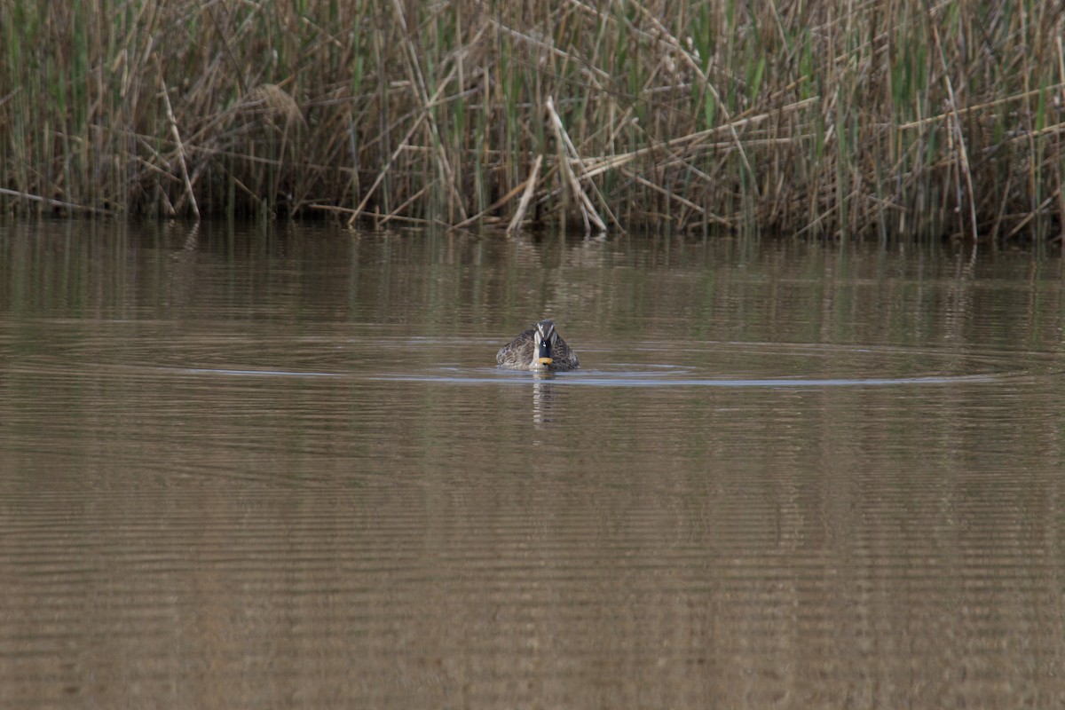 Eastern Spot-billed Duck - ML617154057