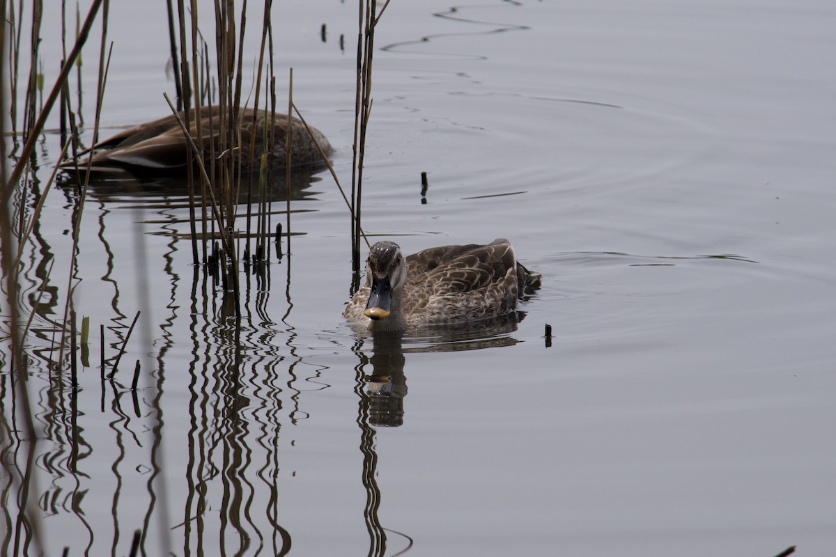 Eastern Spot-billed Duck - ML617154080