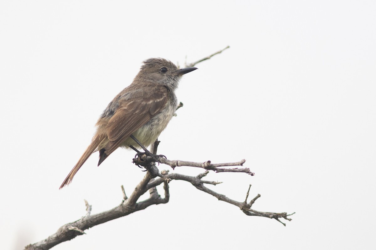 Galapagos Flycatcher - Bryce Robinson