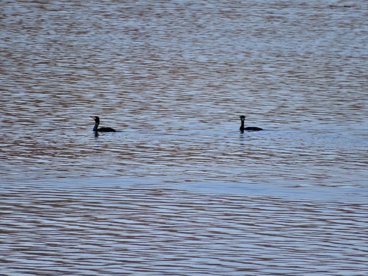 Double-crested Cormorant - ML617154119