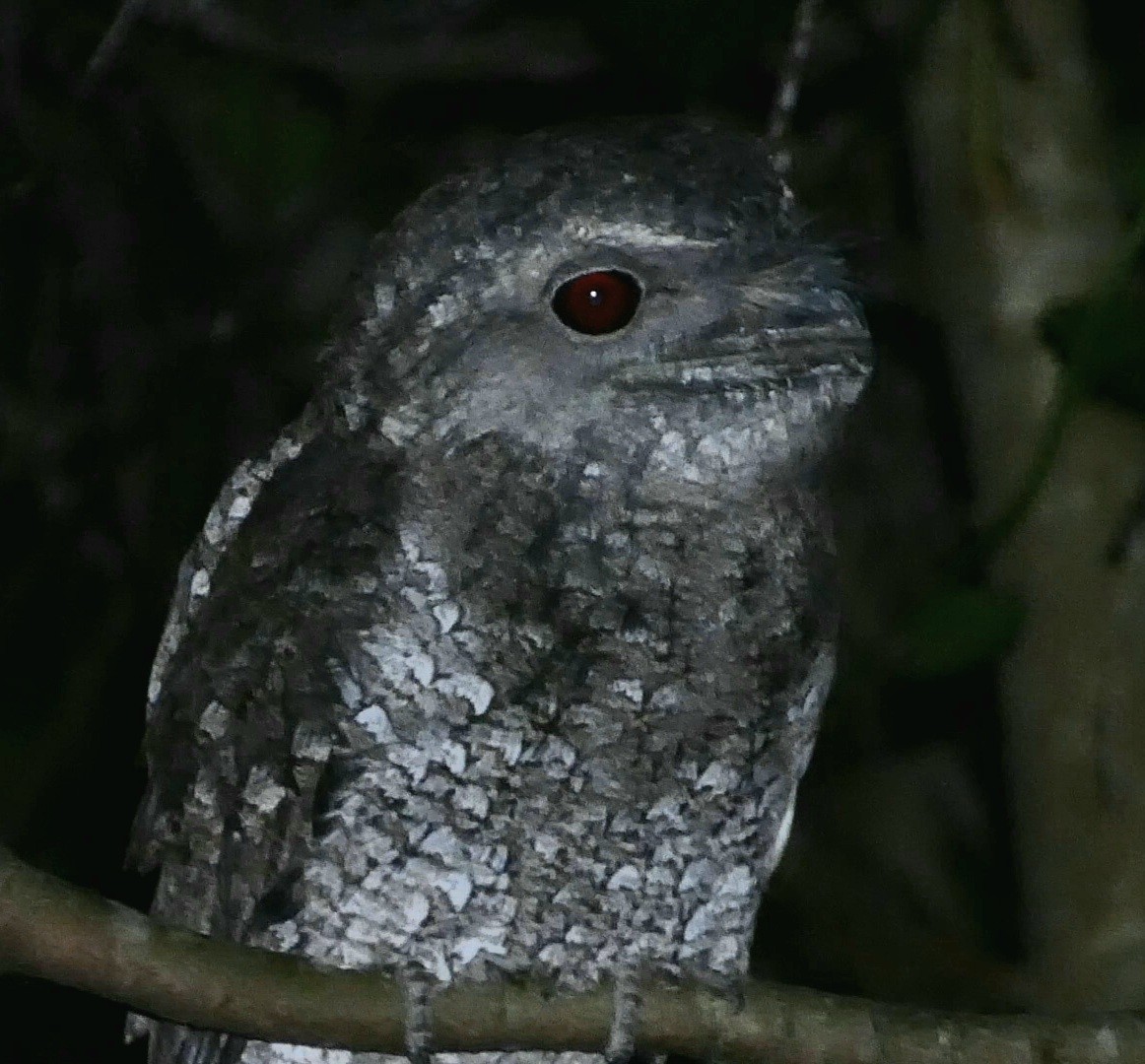 Papuan Frogmouth - Ian Starling