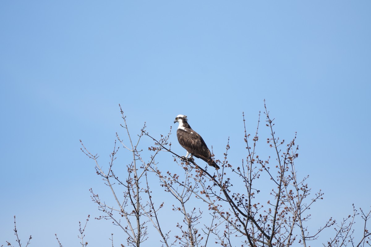 Águila Pescadora - ML617154183