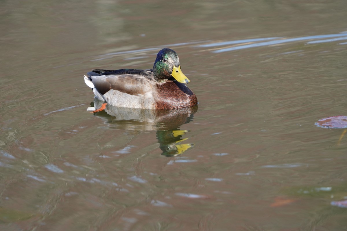 Canard colvert - ML617154201