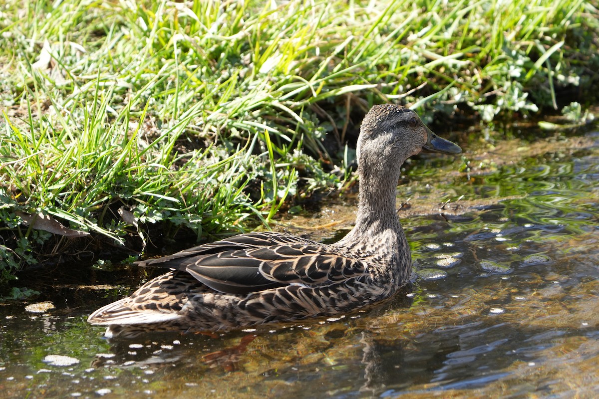 Canard colvert - ML617154202