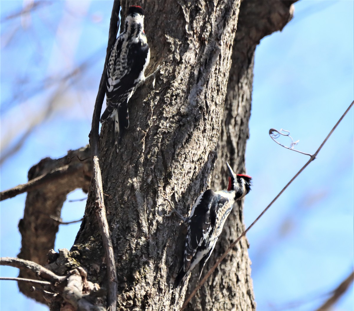 Yellow-bellied Sapsucker - ML617154215