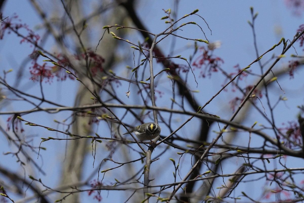 Golden-crowned Kinglet - ML617154229