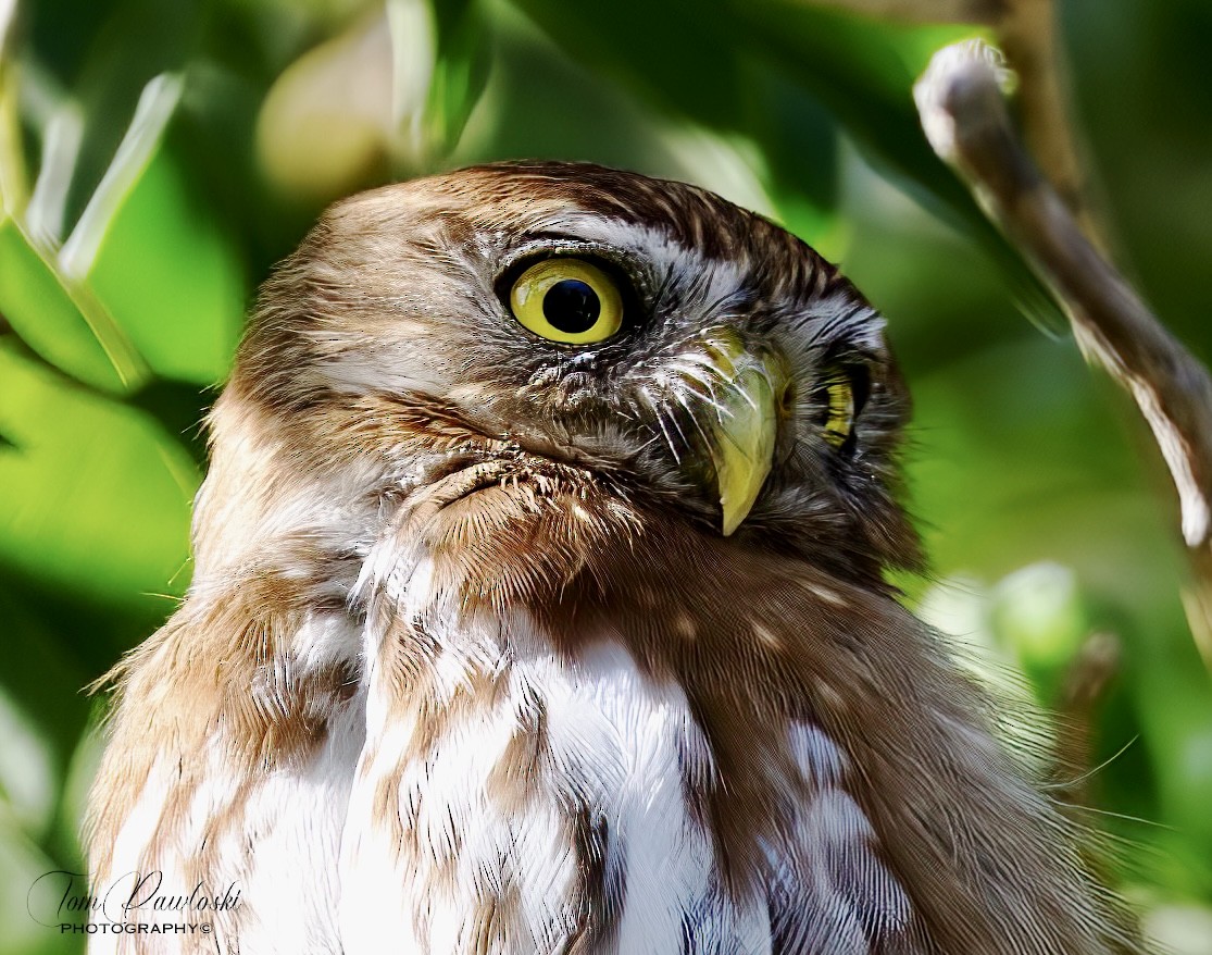 Ferruginous Pygmy-Owl - ML617154232