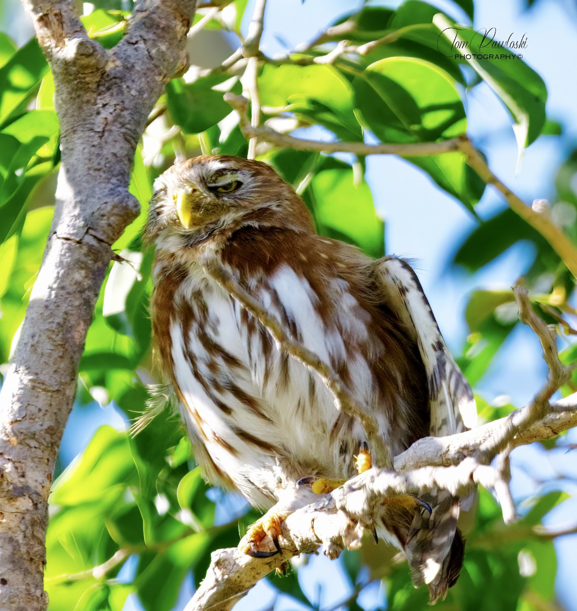 Ferruginous Pygmy-Owl - Tom Pawloski