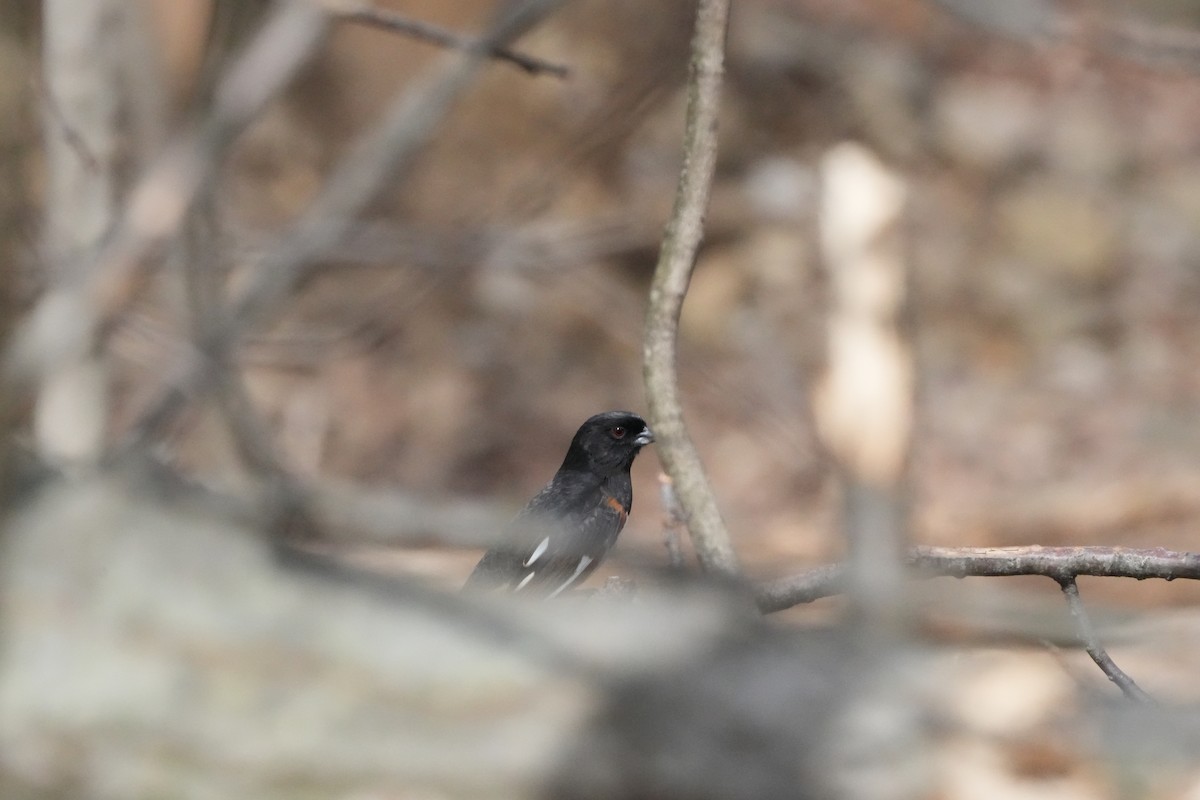 Eastern Towhee - ML617154304