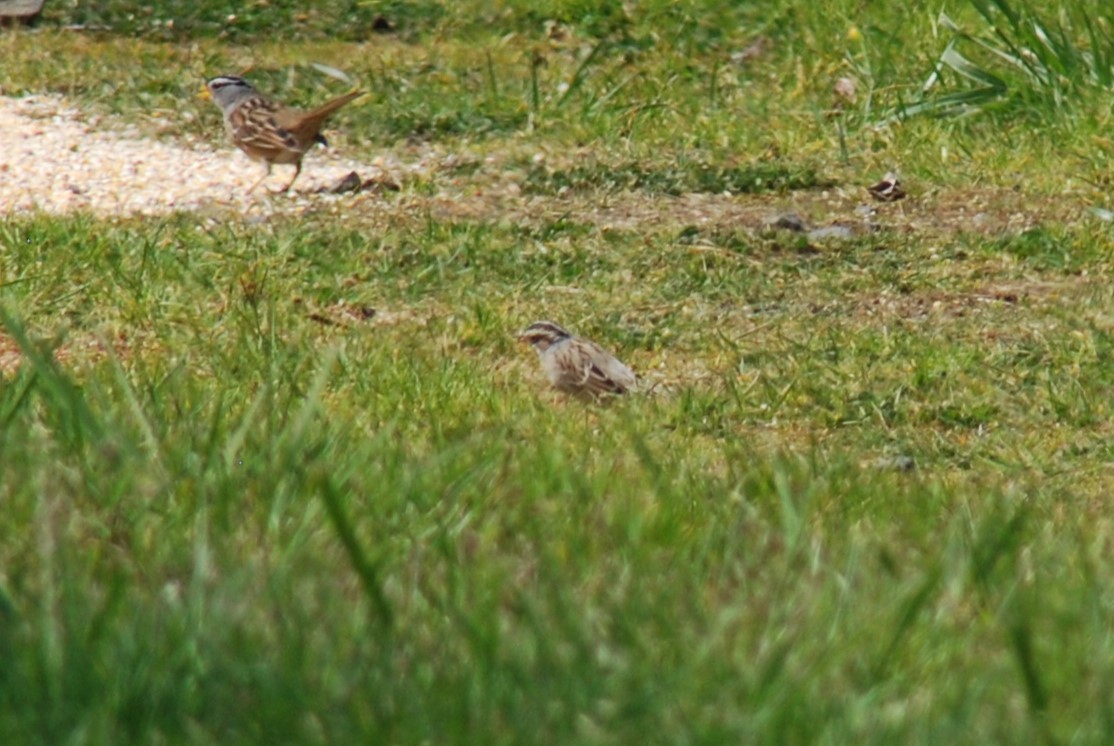 Clay-colored Sparrow - ML617154329