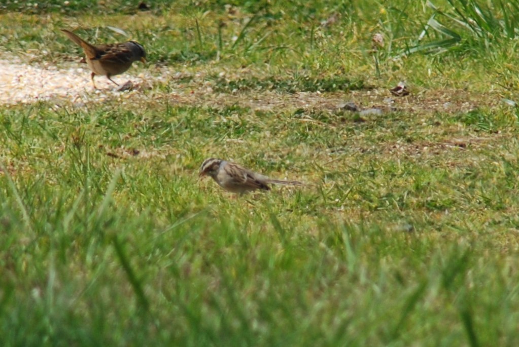 Clay-colored Sparrow - ML617154330