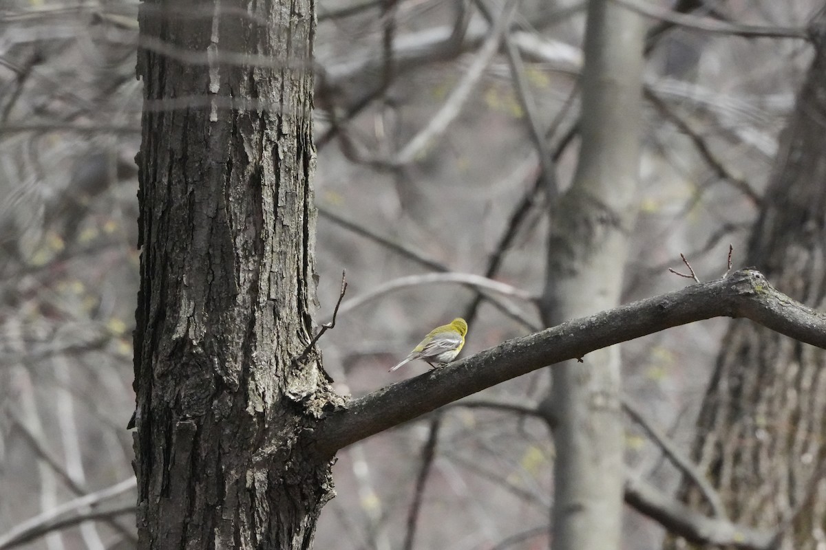 Pine Warbler - Tony Birder