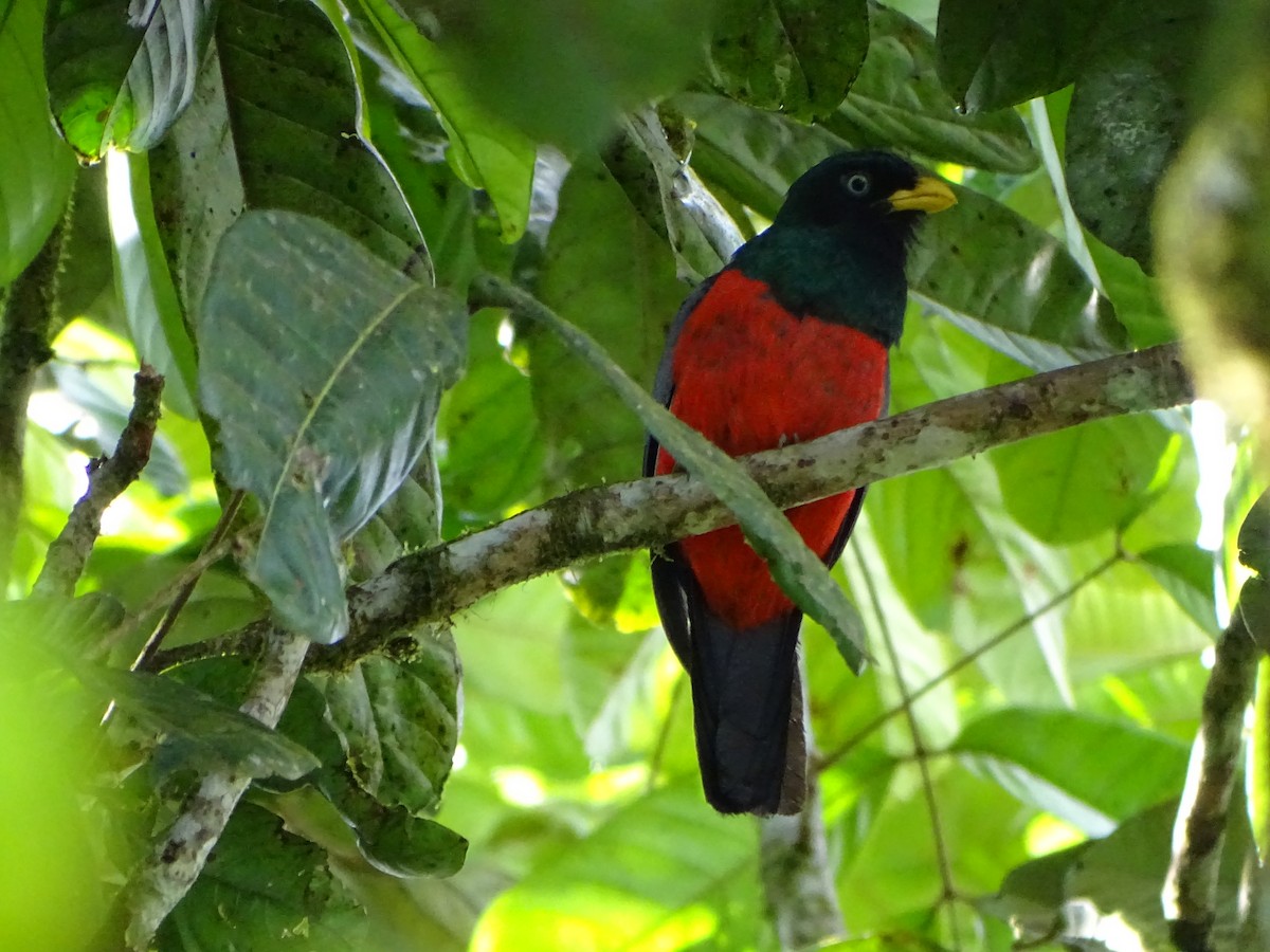 Blue-tailed Trogon - ML617154364