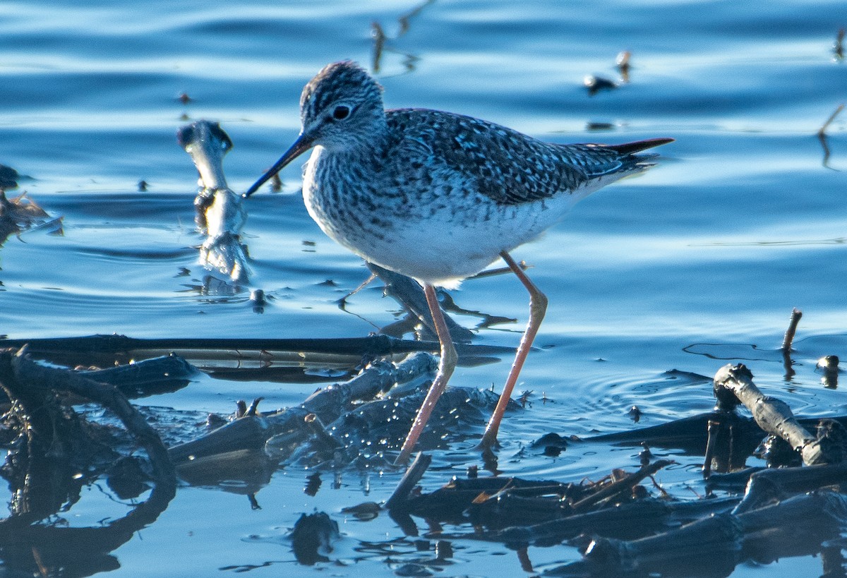 Lesser Yellowlegs - ML617154384