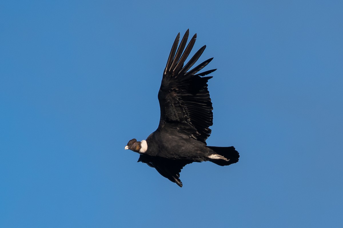 Andean Condor - ML617154408