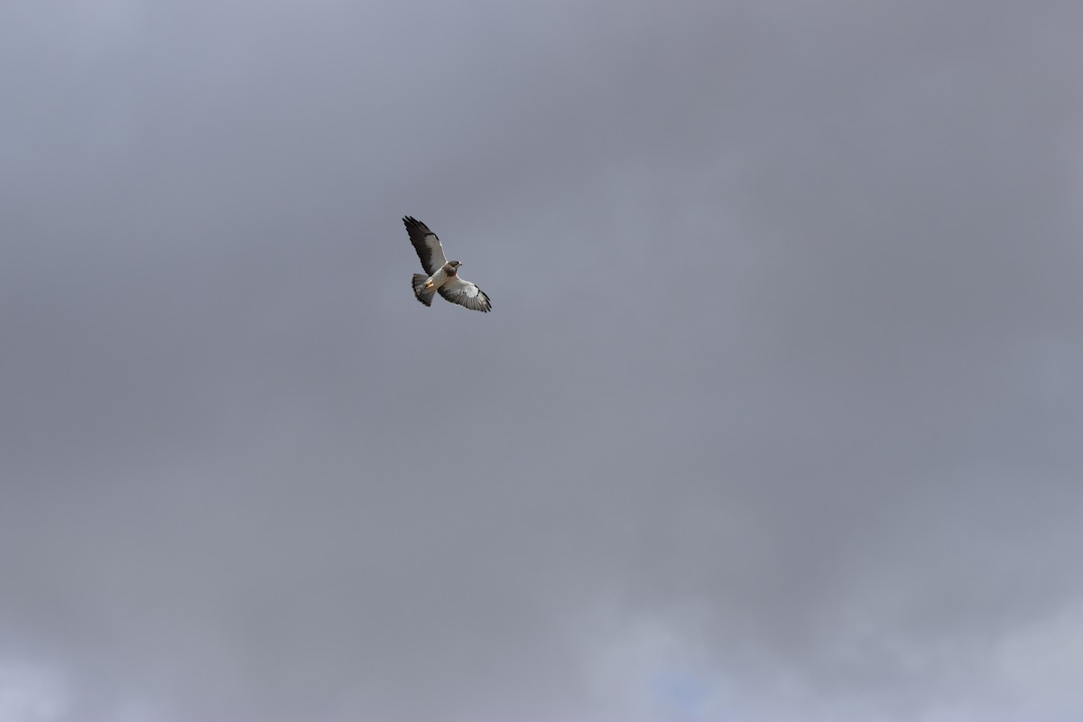 Swainson's Hawk - Bruce Wayne