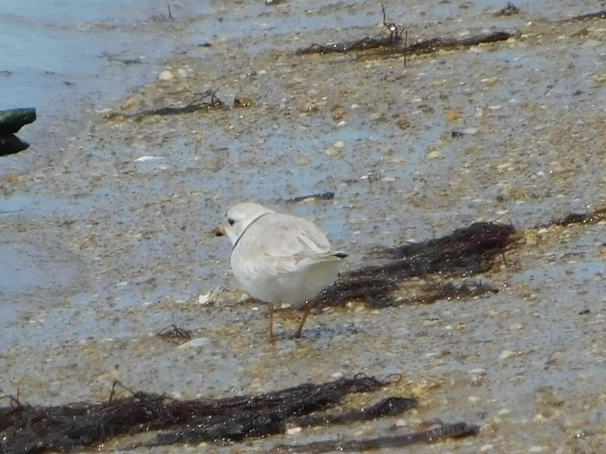 Piping Plover - ML617154498