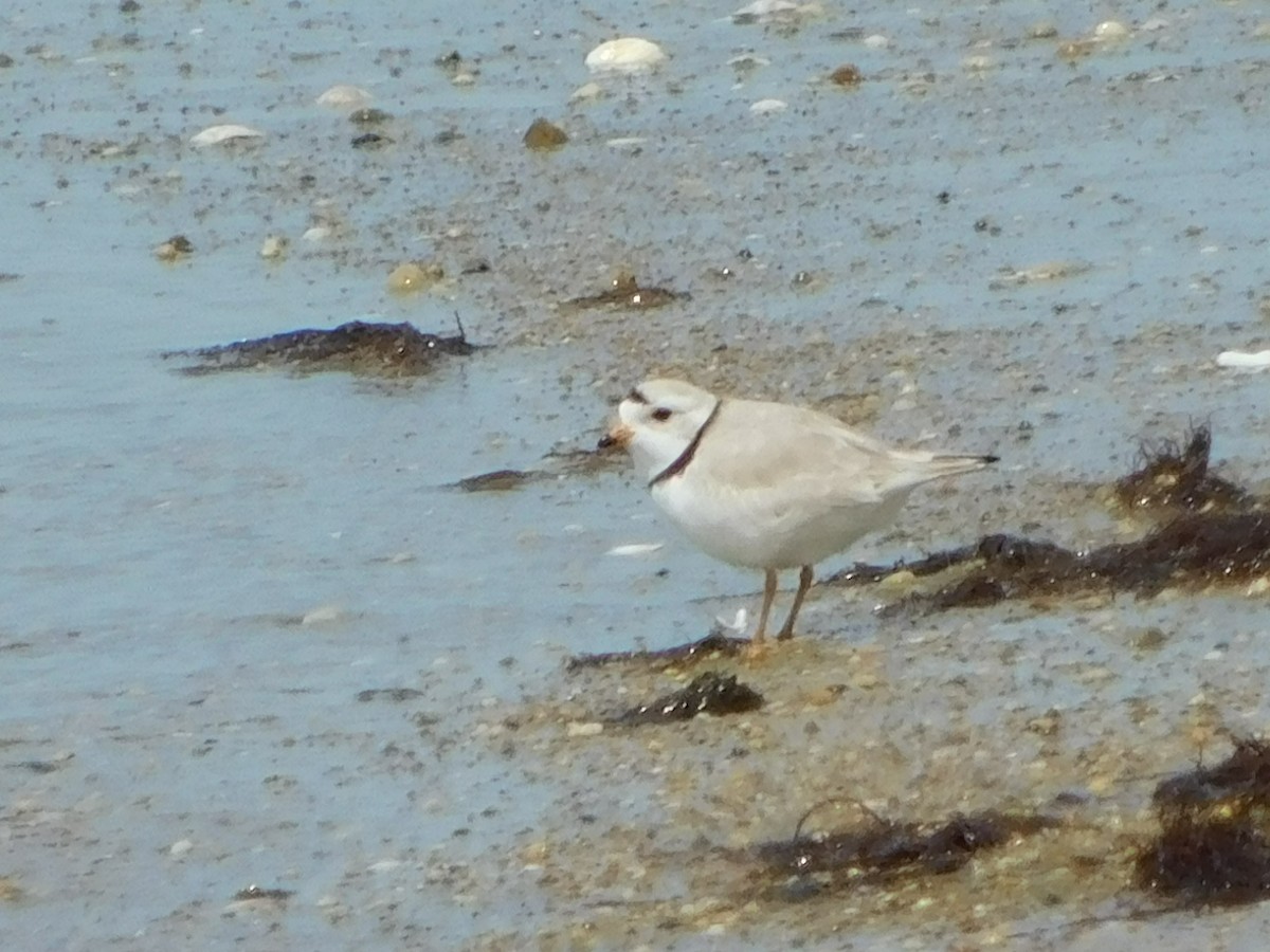 Piping Plover - ML617154499