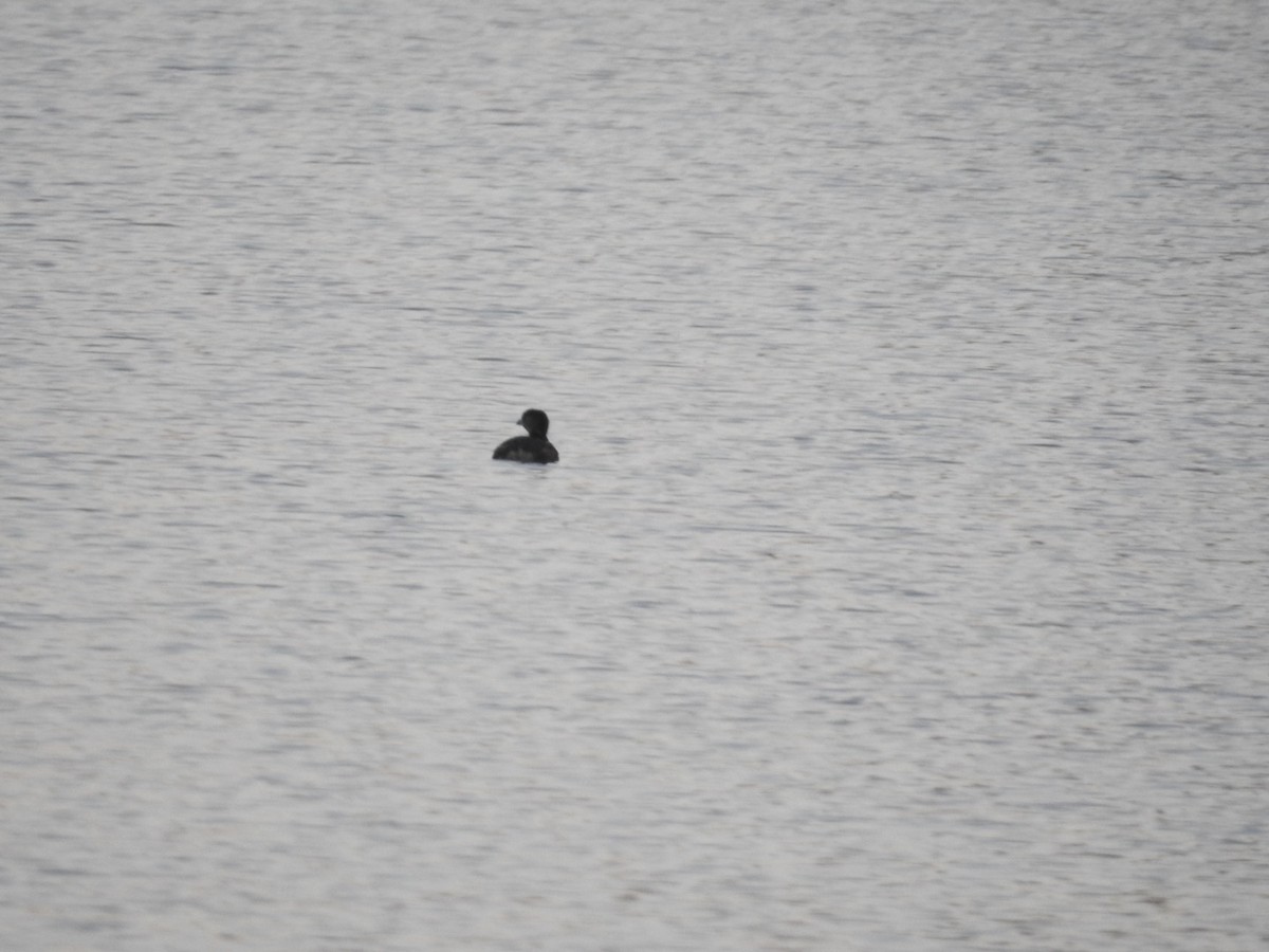 Pied-billed Grebe - Kurt Schwarz