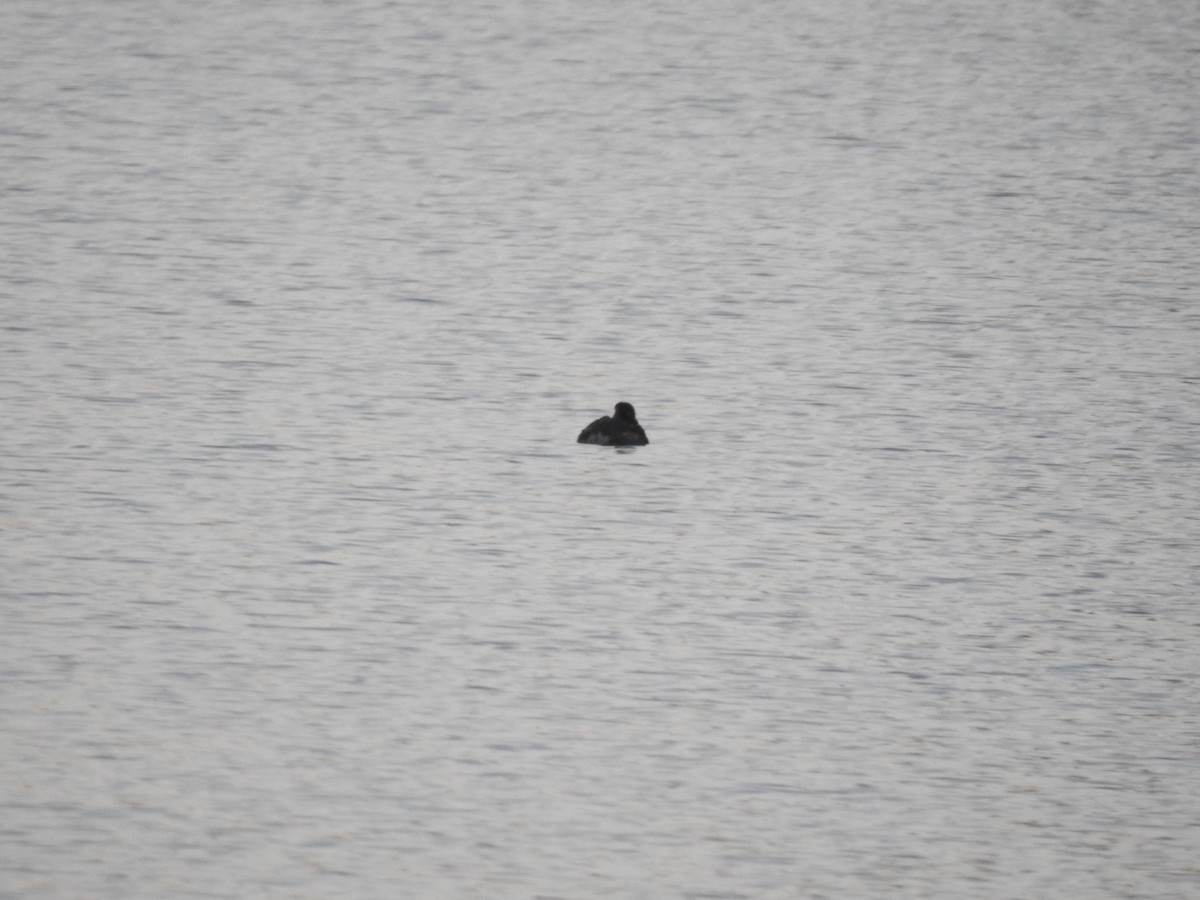 Pied-billed Grebe - Kurt Schwarz