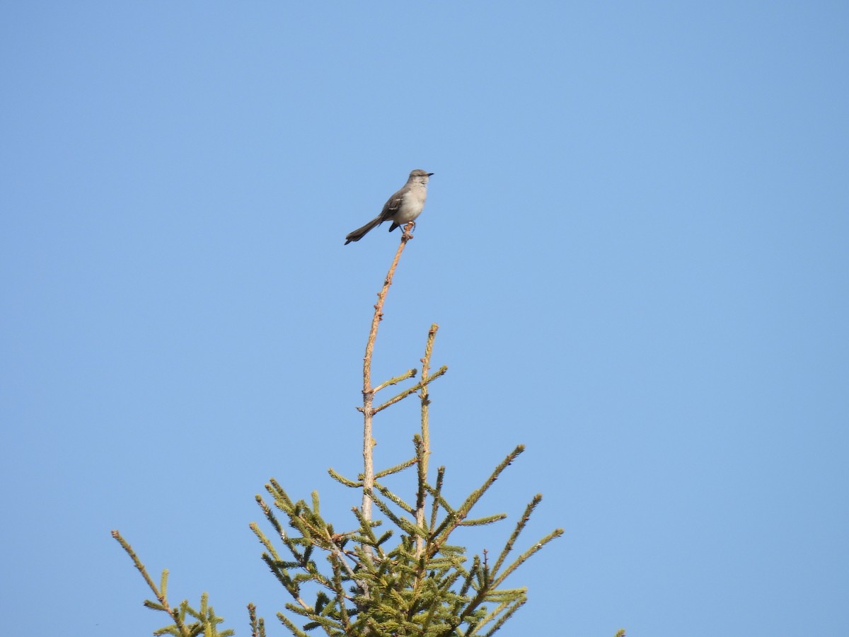 Northern Mockingbird - ML617154566