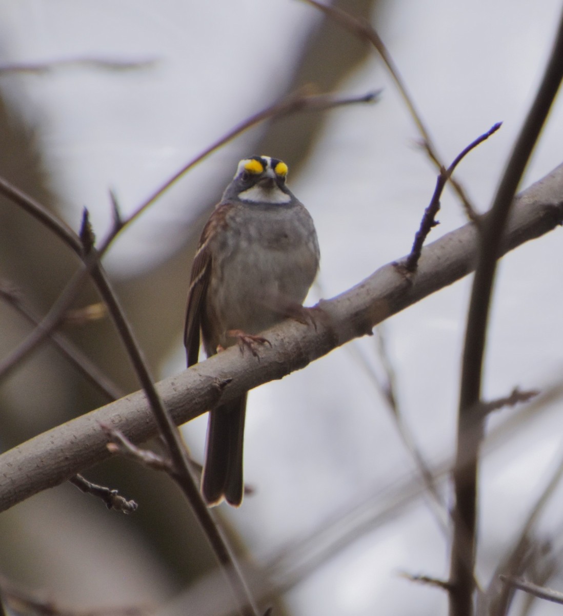 White-throated Sparrow - ML617154570
